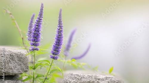 Purple hyssop flowers in limestone crevice with dew, nature resilience concept