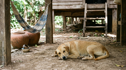 Village Dog Resting in Shade Under Traditional Stilt House