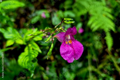 Snap weed, 물봉선, 봉선화과, 한해살이풀