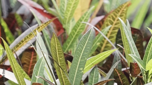 Close up of colorful narrow croton leaves swaying gently in the breeze