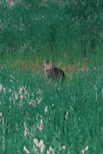 Tabby cat hiding in tall green grass with purple flowers in a field