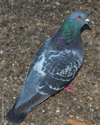 Feral pigeon with iridescent neck feathers walking on paved ground