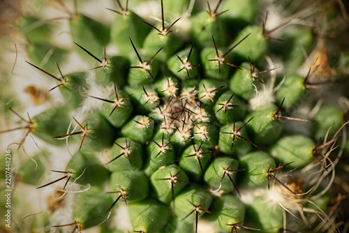 Round green cactus with spines from above