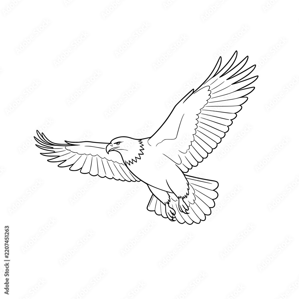 Fototapeta premium flying eagle with spread wings