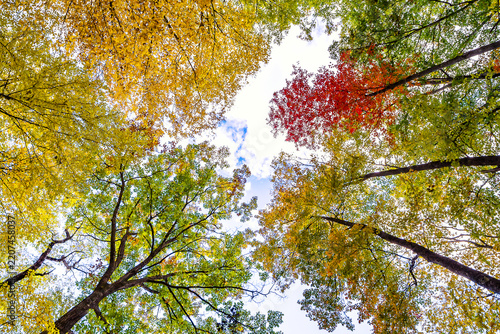 Colorful autumn tree canopy viewed from below against the sky