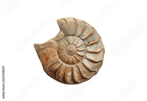 Ammonite fossil shell showing prehistoric spiral pattern