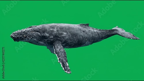 Humpback Whale Swimming Isolated on Green Screen Background