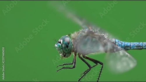 Blue Dragonfly Flying Isolated on Green Screen Chroma Key Background