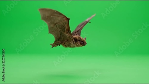 A bat flying isolated against a green screen background for chroma key compositing
