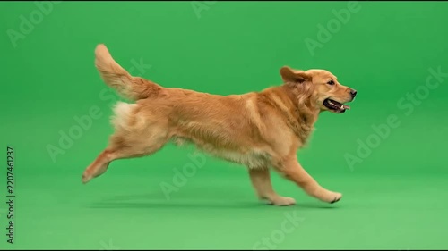 Golden Retriever dog running on green screen chroma key background