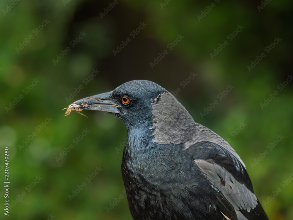 Obraz premium Young Australian Magpie Head Side On