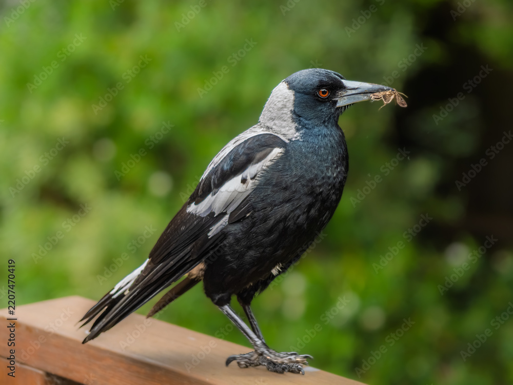 Obraz premium Young Female Australian Magpie With Moth