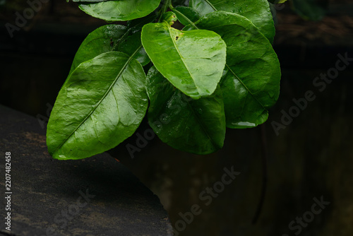 Fresh glossy green pomelo citrus leaves with glistening raindrops hanging near dark stone in garden
