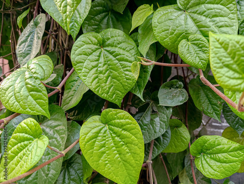 Abundance of Green Betel Leaves Piper Betle Vine Background Top View
