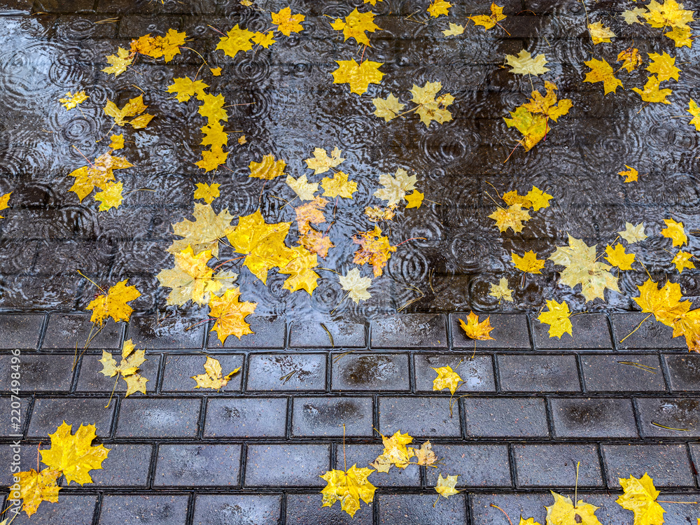 Fototapeta premium yellow maple leaves floating in a puddle with ripples from falling raindrops. autumn sidewalk during heavy rain.