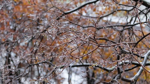 Cinematic shot of tree branches encased in ice during freezing rain and winter storm with falling snow and orange leaves.