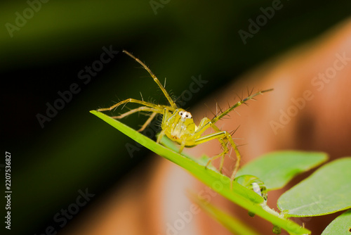 Lynx spiders are active, diurnal hunters that stalk insects on plants rather than building webs.