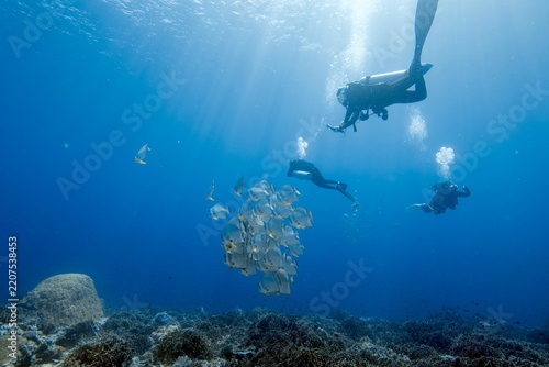 Obraz na plátně Scuba divers and schooling fish underwater