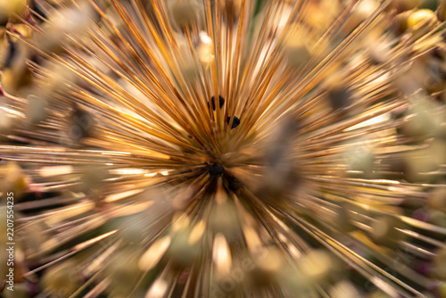 Dry allium sphaerocephalon seed head showing radial symmetry