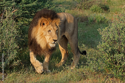 A big male African lion (Panthera leo) standing in natural habitat, South Africa