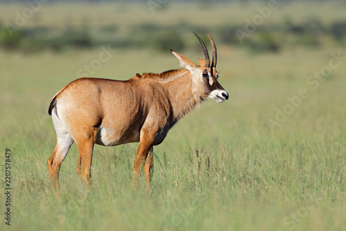 A rare roan antelope (Hippotragus equinus) standing in open grassland, Mokala National Park, South Africa