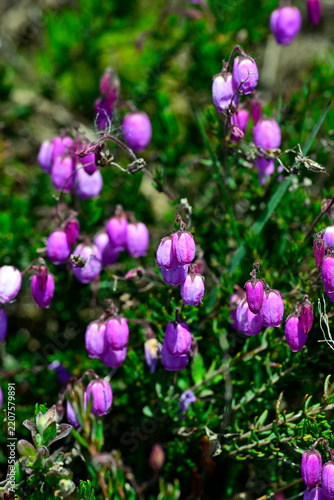 St. Dabeoc's heath // Gemeine Kriechheide, Irische Heide (Daboecia cantabrica) - Embalse del Ebro, Spanien