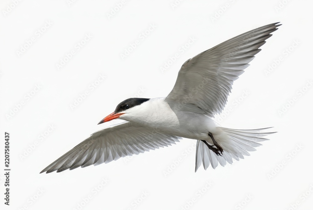 Obraz premium Common Tern Bird in Flight Isolated on White Background - Elegant Seabird Soaring with Wings Spread Wide