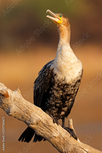 A white-breasted cormorant (Phalacrocorax lucidus) on a branch, Pilanesberg National Park, South Africa