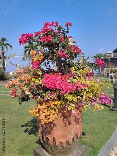 Colorful multi colored bougainvillea potted plant blooming in decorative terracotta pot in sunny garden.