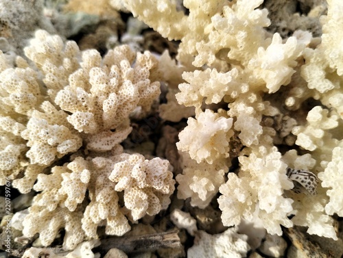 A bleached hard coral skeleton, resembling species from the genus *Pocillopora* (cauliflower coral).