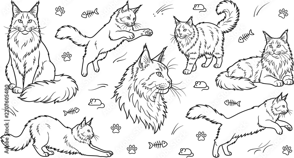 Fototapeta premium Fluffy Maine Coon Cat Breed Vector Line Art Set Featuring Poses of Jumping Sitting Lying and Stretching Felines for Veterinary Graphics and Coloring Books