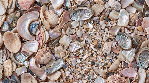 Top view of crushed seashells and mother of pearl fragments forming a natural beach texture background
