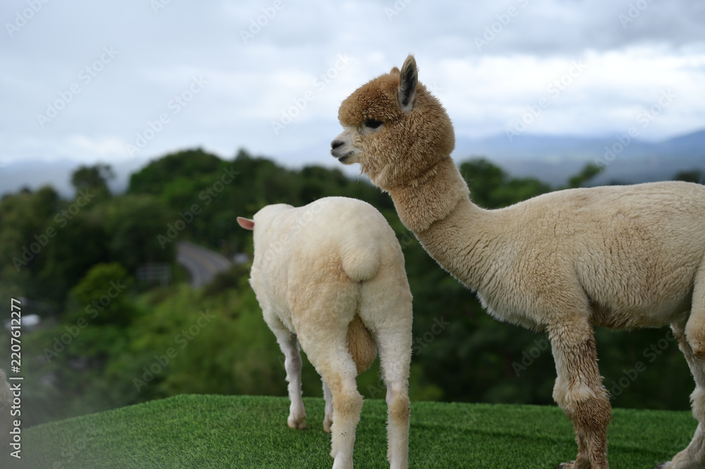 Fototapeta premium Alpaca animal wool farm nature grass outdoor fluffy livestock mammal countryside standing