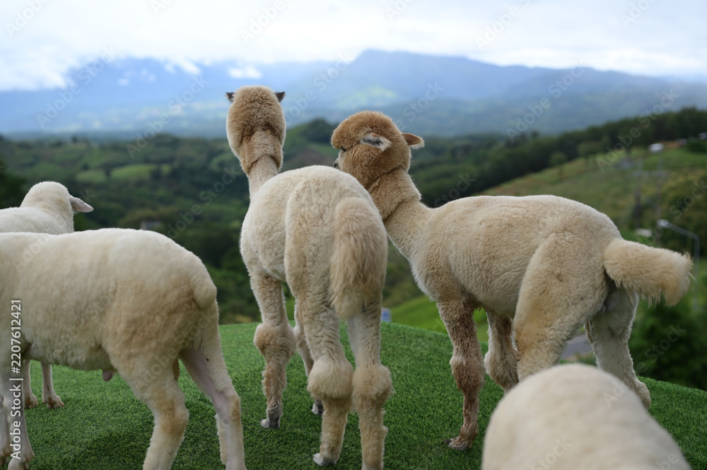 Obraz premium Alpaca sheep wool animal grass outdoor mountain nature farm livestock countryside landscape