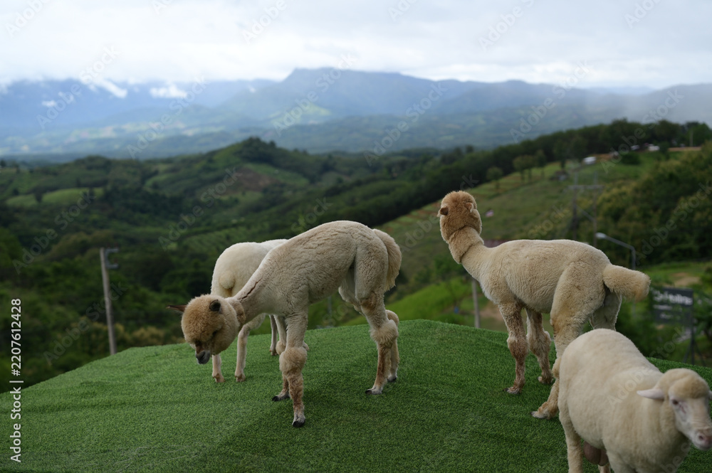 Obraz premium Shaved alpaca green hill mountain cloudy sky outdoor grazing animal nature landscape peaceful rural daytime