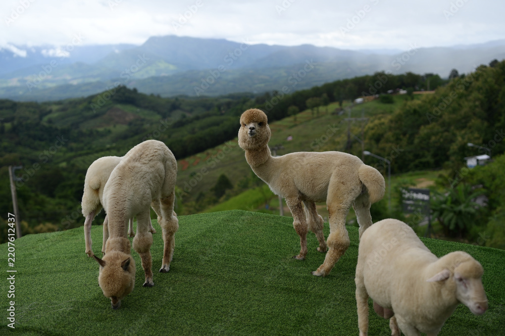 Obraz premium Alpaca sheep grazing green grass mountain outdoor nature animal fluffy countryside peaceful landscape