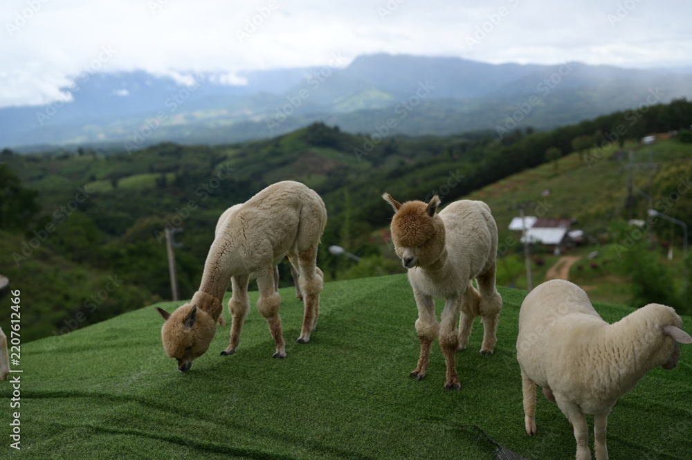 Obraz premium Alpaca sheep mountain green outdoor animal nature grazing landscape farm fluffy peaceful