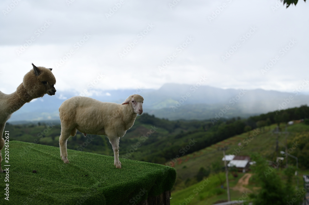 Obraz premium Sheep alpaca green grass mountain cloudy sky outdoor rural animal nature hillside peaceful landscape scene with sheep and alpaca standing green grass against mountain backdrop evoking calm