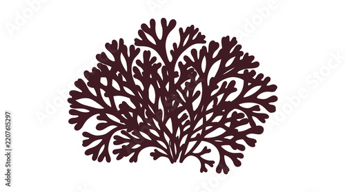 Irish Moss Vector Illustration for Healthy Food and Natural Products