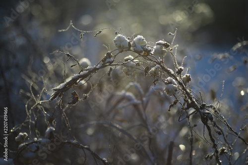 White snow on a bare tree branches on a frosty winter day, close up. Natural background. Selective botanical background.