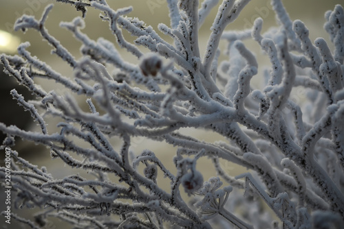 White snow on a bare tree branches on a frosty winter day, close up. Natural background. Selective botanical background.