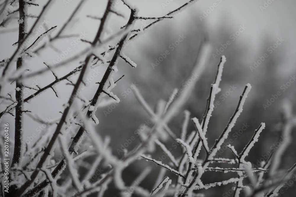 Obraz premium White snow on a bare tree branches on a frosty winter day, close up. Natural background. Selective botanical background.