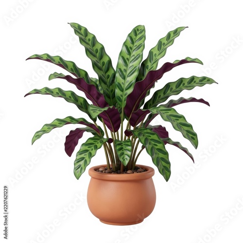 Potted calathea foliage plant isolated on white background