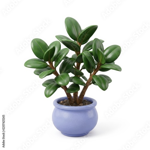Potted rubber plant houseplant isolated on white background