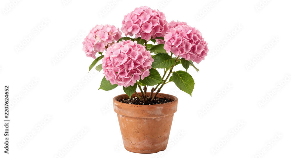 Obraz premium Beautiful vibrant pink hydrangea flowers in a rustic terracotta pot, showcasing lush green leaves against a clean white background