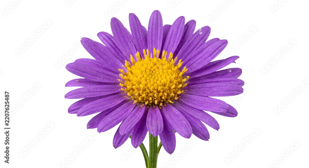 Obraz premium Vibrant purple aster flower with a bright yellow center and delicate petals is beautifully isolated on a clean white background