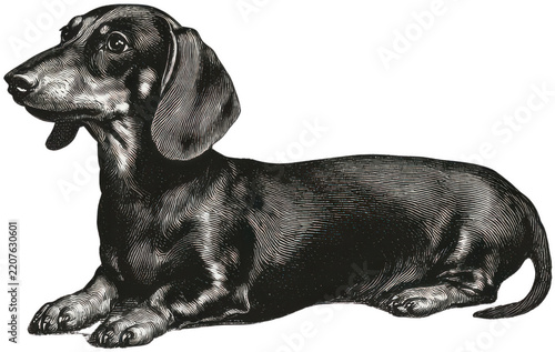 Dachshund Portrait: A detailed illustration of a black dachshund dog resting elegantly, showcasing its distinctive long body and short legs.