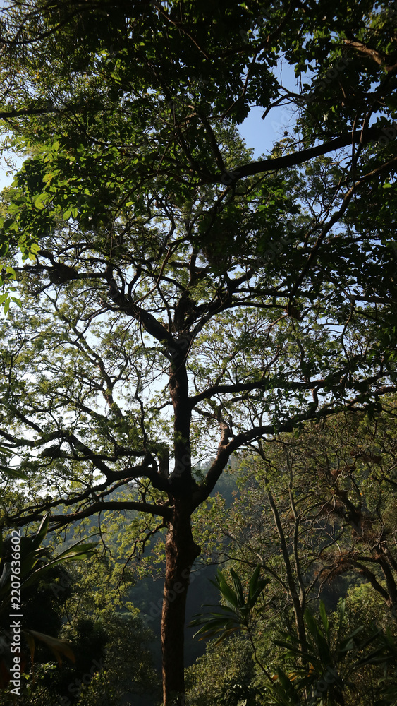 Fototapeta premium Silhouetted large tree branches and green foliage against a bright clear blue sky