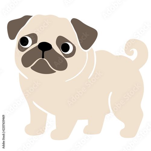 Cute pug stands with a friendly, curious expression