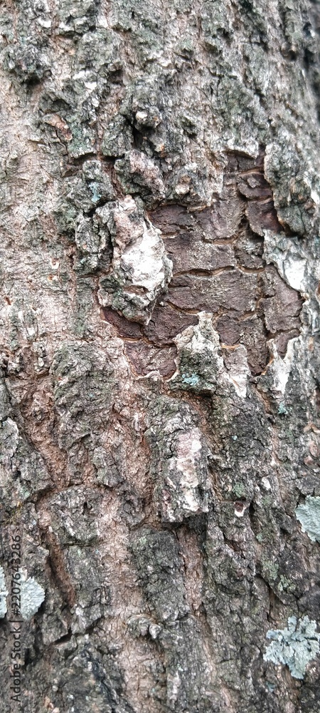 Fototapeta premium Mango Tree Trunk with Hard Rough Bark Surface